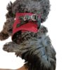 Pettorina Cane Massimo Comfort