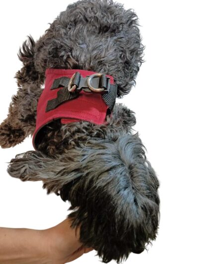 Pettorina Cane Massimo Comfort